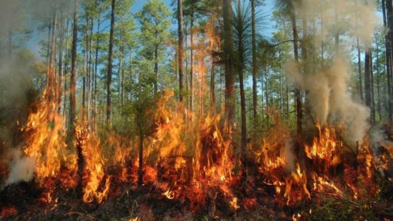 حرائق الغابات بكندا تسببت في احتراق 10 ملايين هكتار من الأراضي