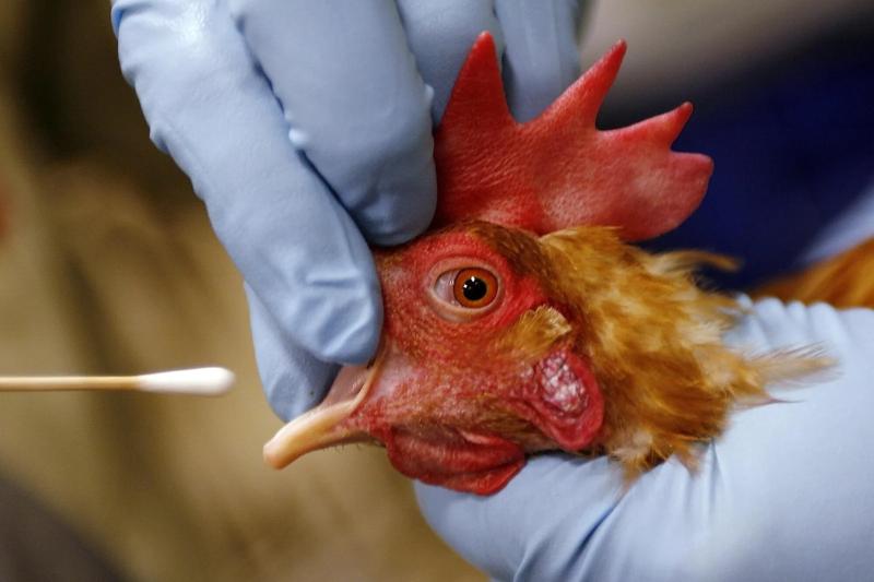 وباء جديد يهدد البشرية.. اكتشاف سلالة شديدة العدوى من إنفلونزا الطيور في أستراليا