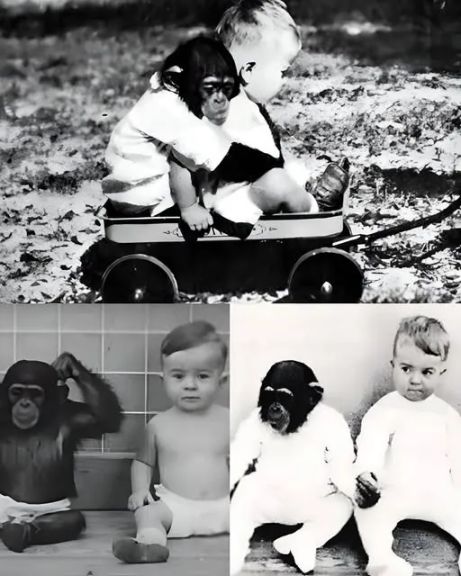 أفشل تجربة في التاريخ