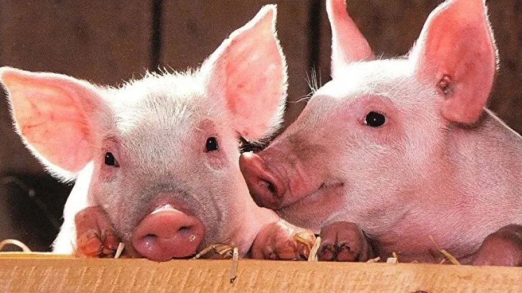 إجراءات استثنائية فى أسبانيا لمواجهة حمى الخنازير خوفا من تفشى المرض